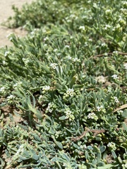 Heliotropium curassavicum