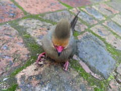 Urocolius indicus indicus