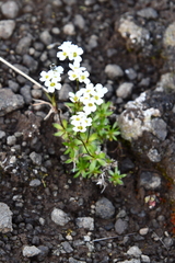 Draba fladnizensis