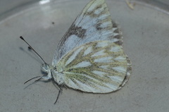 Pontia sisymbrii