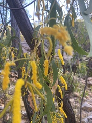 Acacia auriculiformis