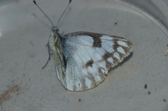 Pontia sisymbrii