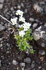 Draba fladnizensis