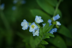 Polemonium californicum
