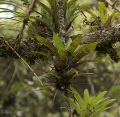 Tillandsioideae