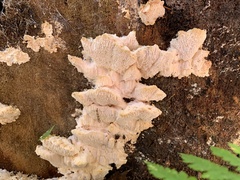 Agaricomycotina