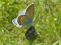 Plebejus argyrognomon