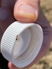 Solenopsis saevissima