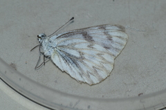 Pontia sisymbrii