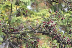 Chloris chloris chloris