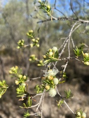 Verticordia cunninghamii