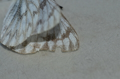 Pontia sisymbrii
