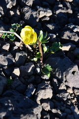 Ranunculus sulphureus
