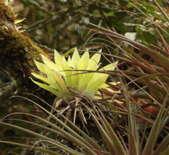 Tillandsioideae