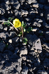 Ranunculus sulphureus