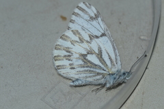 Pontia sisymbrii