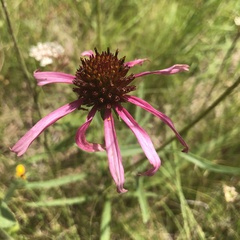 Echinacea atrorubens