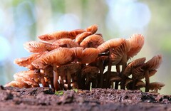 Mycena maculata