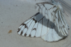 Pontia sisymbrii