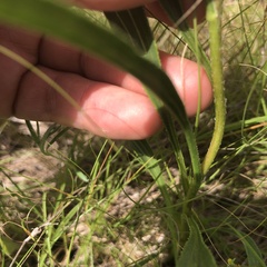 Echinacea atrorubens