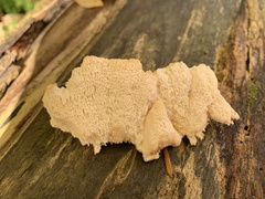 Agaricomycotina