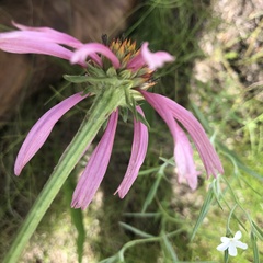 Echinacea atrorubens