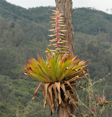 Tillandsia fendleri