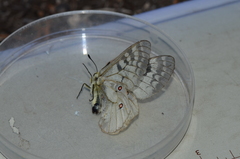 Parnassius clodius image