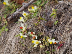 Polygaloides chamaebuxus