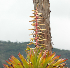 Tillandsia fendleri
