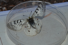 Parnassius clodius