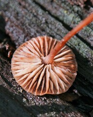 Mycena maculata