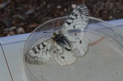 Parnassius clodius
