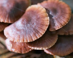 Mycena maculata