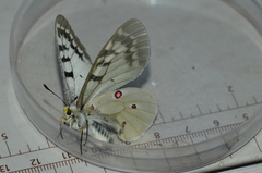 Parnassius clodius image
