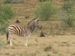 Equus quagga burchellii
