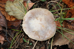 Clitocybe rivulosa