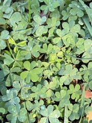 Oxalis corniculata