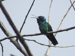 Colibri thalassinus