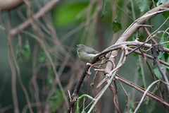 Nectariniidae