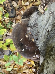 Ischnoderma resinosum