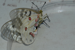 Parnassius clodius image