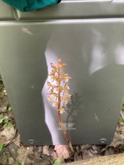 Corallorhiza maculata occidentalis
