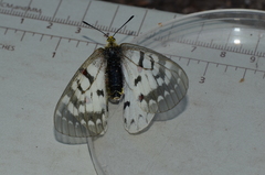 Parnassius clodius