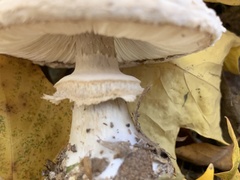 Chlorophyllum