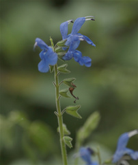 Salvia scutellarioides
