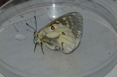 Parnassius clodius image