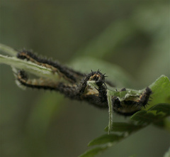 Papilionoidea
