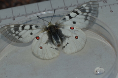 Parnassius clodius