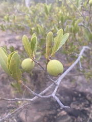 Elaeodendron